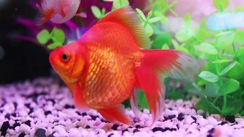 Beautiful Goldfish Swimming in Fish Tank