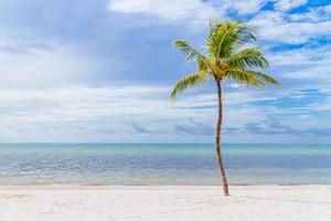 Coconut tree on a white sand beach. photo
