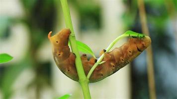 bruine worm die blad aan boom eet video