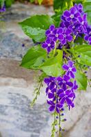 Duranta erecta flores púrpura en la naturaleza foto