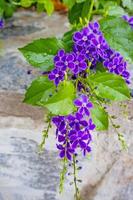 Duranta erecta flores púrpura en la naturaleza foto