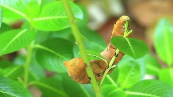 gusano marrón comiendo hojas en el árbol video