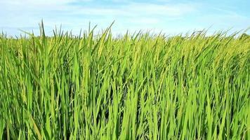 Rice paddy and blue sky background video
