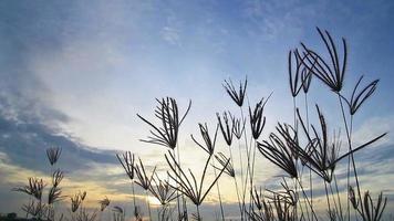 Silueta de flor de hierba moviéndose al atardecer video