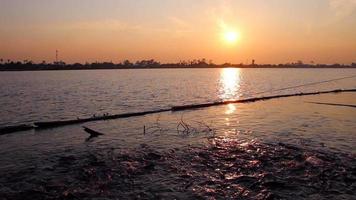 dare da mangiare ai pesci nel fiume al tramonto video