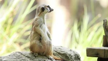 carino di suricato seduto sulla roccia video