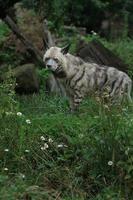 Portrait of Striped hyena photo