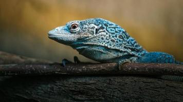 Blue spotted tree monitor photo