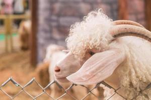 Bolivia goat in farm photo