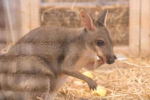 wallaby o mini canguro