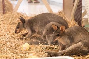 Wallaby or Mini Kangaroo photo