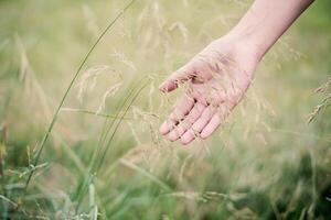 Woman hand touching green grass at meadows. photo