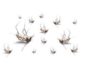 Mosquitos isolated on white background photo