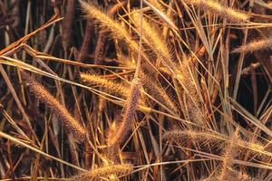 Flower grass background and sunset light photo