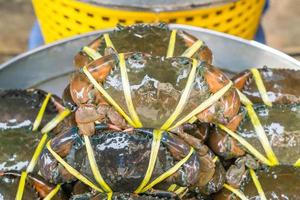 Fresh black crab at the market photo