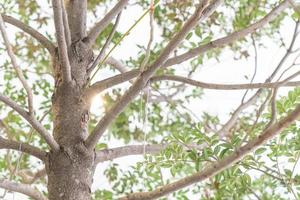 Trunk of tree with white background photo