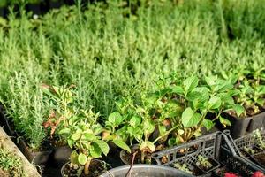 A small greenhouse for growing plants, bushes and flowers photo