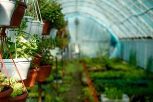 A small greenhouse for growing plants, bushes and flowers photo