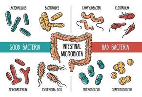 infografías vectoriales de la microbiota intestinal humana. vector