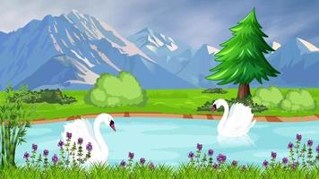 White Swans Are Swimming In The Lake