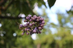An unblown branch of lilac against photo