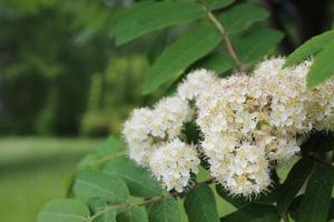 White rowan flowers among green foliage photo