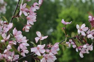 Pink buds of blooming cherry. Sakura branch photo