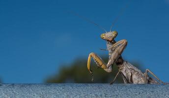 Dead Leaf Praying Mantis - mantis religiosa in forest photo