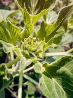 Unopened sunflower bud. Closed young sunflower head. photo