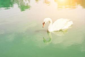 elegante cisne flotando en el lago verde esmeralda