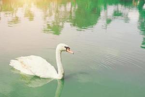 Graceful swan floating in the emerald green lake photo