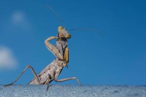 Dead Leaf Praying Mantis - mantis religiosa in forest photo