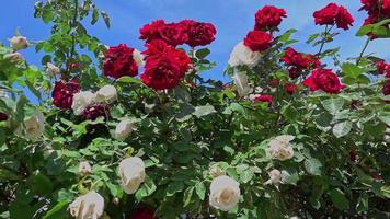 dolly shot av trädgården av röda och vita rosor film video