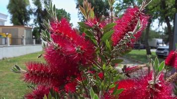 Bee Flying to Collect Pollen On Callistemon Citrinus Footage