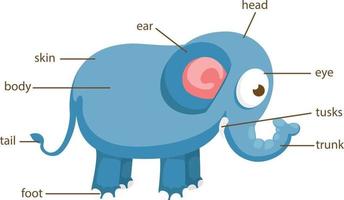 elephant vocabulary part of body vector