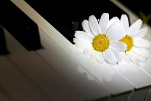 flor de margarita y piano de instrumento musical foto