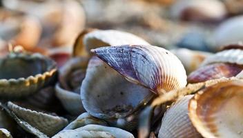 Abstract Decorative Dry Seashells photo