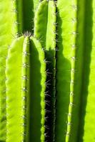 Green background by plump stems and spiky spines of cactus photo