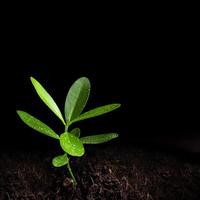 Frescura hojas de planta joven de laurel alejandrino foto