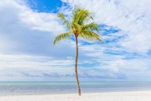 Coconut tree on a white sand beach. photo