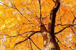 hojas amarillas y ramas en otoño foto
