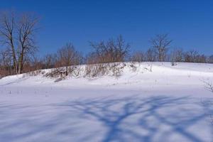 sombras de árboles en la nieve inmaculada foto