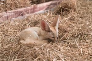 Fennec fox or Desert fox photo