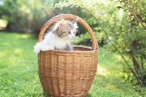a kitten in a basket on the grass, in summer photo
