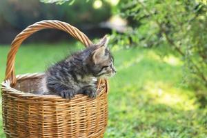 a kitten in a basket on the grass, in summer photo