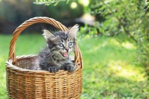 a kitten in a basket on the grass, in summer photo