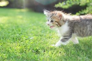 lindo gatito en la hierba, en verano foto