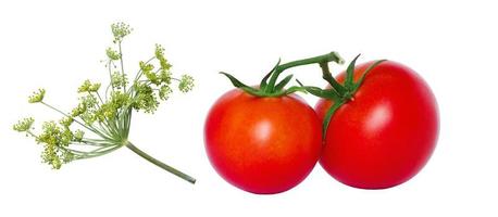two red tomatoes and dill on a white background, isolate photo
