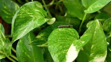 la oruga posada sobre las hojas verdes de la planta ornamental. video