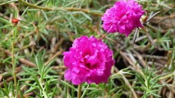 close-up mooie roze kleur bloem, camera uitzoomen effect. video